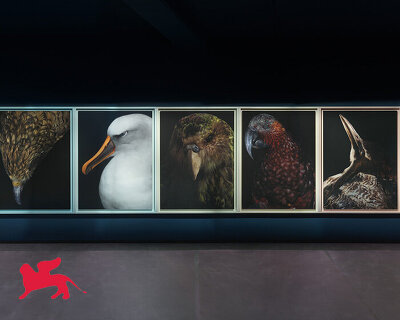 museum-held birds become portraits of ecological loss at new zealand pavilion in venice