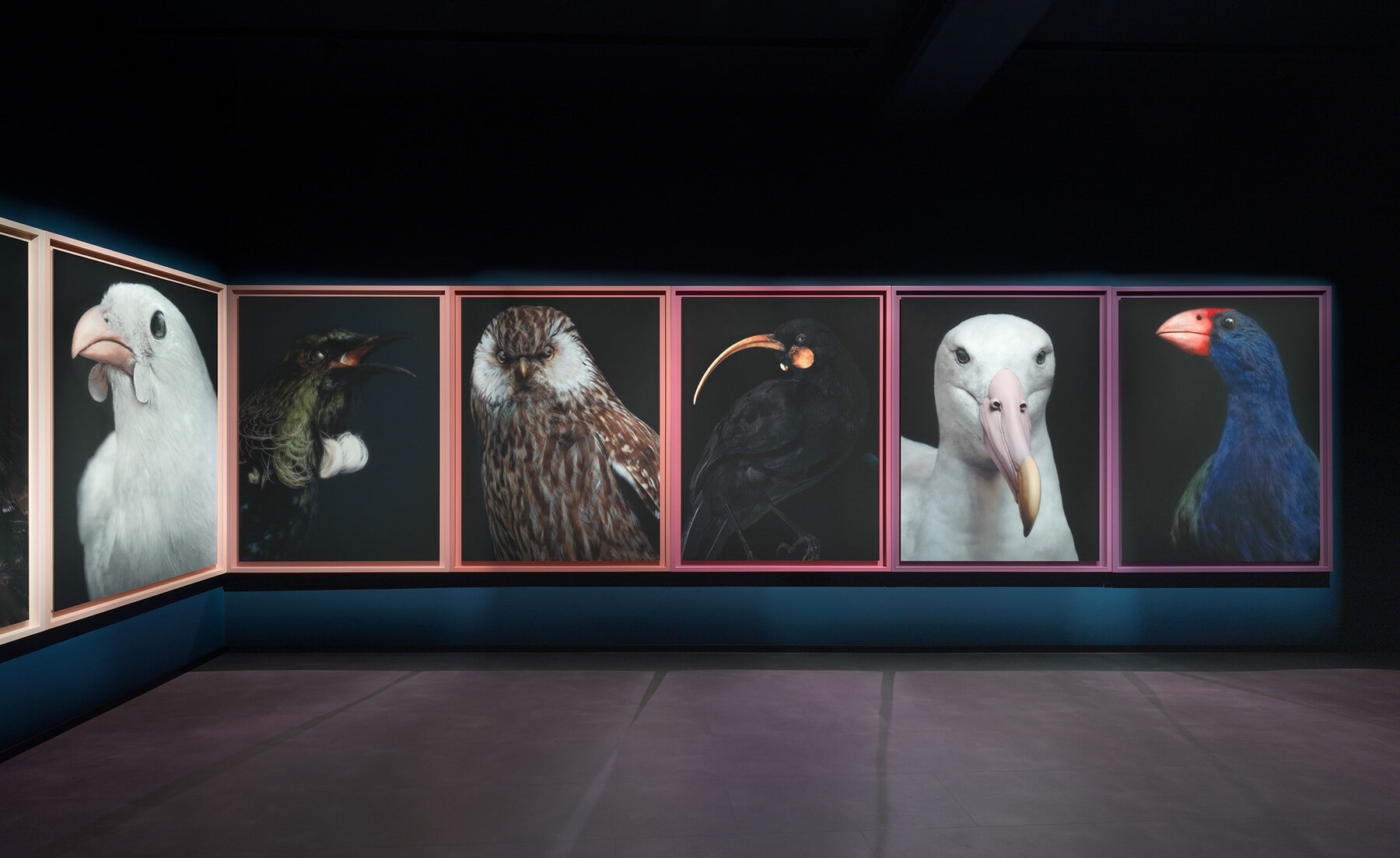 museum-birds-portraits-ecological-loss-new-zealand-pavilion-fiona-pardington-venice-art-biennale-2026-designboom-large01