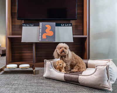 ME by meliá tailors design-forward retreat for pets and the humans they travel with