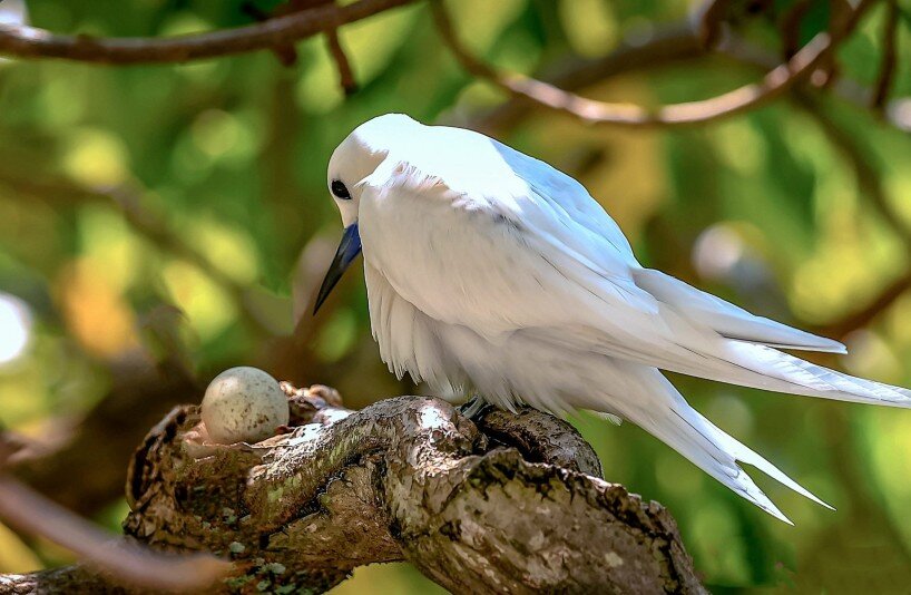 white tern and the egg