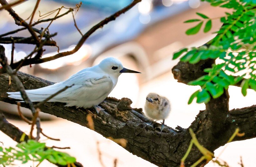 white tern and the chick