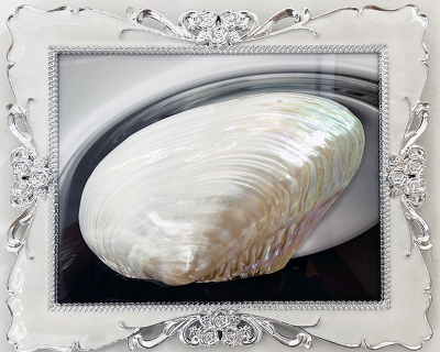 hélène fauquet overlays photographs with salvaged shells in ensemble of rococo-like curiosities