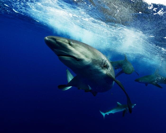 ‘we are all marine animals, we just forgot’: photographer enzo barracco at the ocean&climate village