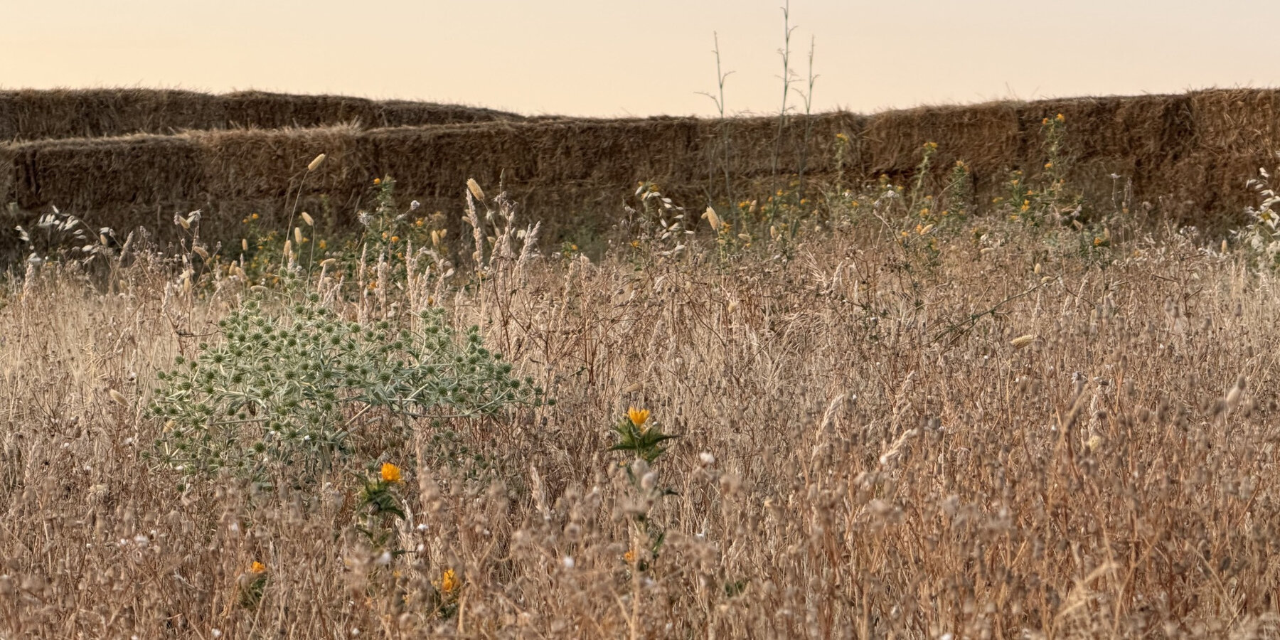 kura-land-art-installation-paisajeencontrado-straw-walls-amphitheater-experimental-garden-path-rural-spain-designboom-1800-2