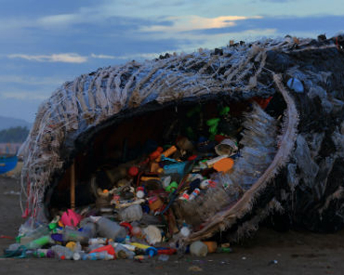 plastic pollution kills another whale after digesting 64 pounds of trash